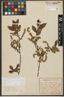 Foto von Salix waldsteiniana Willd.